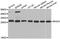 RHOH antibody, LS-C334657, Lifespan Biosciences, Western Blot image 