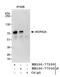 DDB1 And CUL4 Associated Factor 8 antibody, NB100-77300, Novus Biologicals, Immunoprecipitation image 