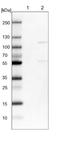 HECT And RLD Domain Containing E3 Ubiquitin Protein Ligase 3 antibody, NBP1-81553, Novus Biologicals, Western Blot image 