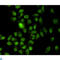 X-Ray Repair Cross Complementing 6 antibody, LS-C813029, Lifespan Biosciences, Immunocytochemistry image 