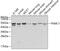 Proteasome 26S Subunit, ATPase 1 antibody, 13-627, ProSci, Western Blot image 