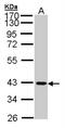 Junctional adhesion molecule B antibody, NBP1-32655, Novus Biologicals, Western Blot image 