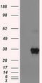 DNA excision repair protein ERCC-1 antibody, M00388-1, Boster Biological Technology, Western Blot image 