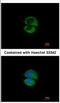 Unconventional SNARE In The ER 1 antibody, NBP2-20822, Novus Biologicals, Immunofluorescence image 