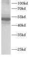 Megakaryocyte-Associated Tyrosine Kinase antibody, FNab10177, FineTest, Western Blot image 