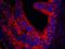 SEPT9 antibody, IHC-00672, Bethyl Labs, Immunofluorescence image 