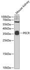 Peroxisomal trans-2-enoyl-CoA reductase antibody, 22-783, ProSci, Western Blot image 