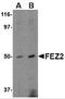 Fasciculation And Elongation Protein Zeta 2 antibody, 4403, ProSci Inc, Western Blot image 