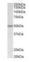 Dug antibody, orb12312, Biorbyt, Western Blot image 