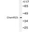 Chemerin Chemokine-Like Receptor 1 antibody, LS-C176859, Lifespan Biosciences, Western Blot image 