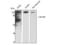 Myosin Phosphatase Rho Interacting Protein antibody, STJ95513, St John