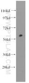 Fibromodulin antibody, 60108-1-Ig, Proteintech Group, Western Blot image 