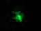 Synaptosome Associated Protein 25 antibody, TA502884, Origene, Immunofluorescence image 