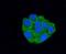 Peroxiredoxin Like 2A antibody, NBP2-75486, Novus Biologicals, Immunocytochemistry image 