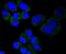 Mitochondrially Encoded Cytochrome C Oxidase II antibody, NBP2-67617, Novus Biologicals, Immunofluorescence image 
