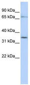Oatp1c1 antibody, TA333773, Origene, Western Blot image 