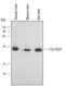 Corticosteroid 11-beta-dehydrogenase isozyme 1 antibody, AF3397, R&D Systems, Western Blot image 