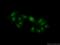 Nucleolar Protein 12 antibody, 15456-1-AP, Proteintech Group, Immunofluorescence image 