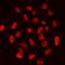 Histone Cluster 3 H3 antibody, orb412156, Biorbyt, Immunocytochemistry image 