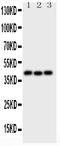 Wnt Family Member 5A antibody, LS-C313449, Lifespan Biosciences, Western Blot image 
