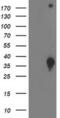 HSJ1 antibody, MA5-25519, Invitrogen Antibodies, Western Blot image 