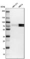 Fragile X mental retardation syndrome-related protein 1 antibody, NBP1-89546, Novus Biologicals, Western Blot image 