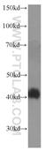 Nuclear receptor subfamily 2 group F member 6 antibody, 60117-1-Ig, Proteintech Group, Western Blot image 