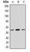 Myotilin antibody, orb341082, Biorbyt, Western Blot image 