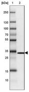 Glomulin, FKBP Associated Protein antibody, NBP2-14056, Novus Biologicals, Western Blot image 
