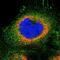 Zinc Finger Family Member 783 antibody, NBP1-85058, Novus Biologicals, Immunofluorescence image 