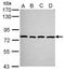 Protocadherin Alpha 2 antibody, GTX116525, GeneTex, Western Blot image 