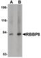 RB Binding Protein 8, Endonuclease antibody, PA5-20963, Invitrogen Antibodies, Western Blot image 