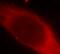 Galectin 3 antibody, FNab03316, FineTest, Immunofluorescence image 