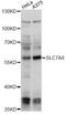 Large neutral amino acids transporter small subunit 2 antibody, LS-C749842, Lifespan Biosciences, Western Blot image 