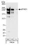 p220 antibody, A301-776A, Bethyl Labs, Western Blot image 