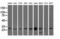 OTU Deubiquitinase, Ubiquitin Aldehyde Binding 2 antibody, GTX83953, GeneTex, Western Blot image 