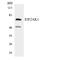 Eukaryotic Translation Initiation Factor 2 Alpha Kinase 1 antibody, OAAF06347, Aviva Systems Biology, Western Blot image 