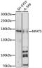 Nuclear Factor Of Activated T Cells 5 antibody, 16-695, ProSci, Western Blot image 
