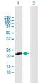 SPRY Domain Containing 7 antibody, H00057213-B01P, Novus Biologicals, Western Blot image 