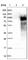 TGN51 antibody, HPA012723, Atlas Antibodies, Western Blot image 
