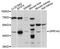 G Protein-Coupled Receptor 143 antibody, A10568, ABclonal Technology, Western Blot image 