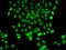 F-box only protein 7 antibody, GTX65829, GeneTex, Immunofluorescence image 