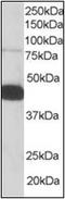 Pleckstrin antibody, AP22534PU-N, Origene, Western Blot image 