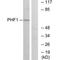 PHD Finger Protein 1 antibody, PA5-49764, Invitrogen Antibodies, Western Blot image 