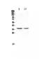 CD8 antibody, PA5-79011, Invitrogen Antibodies, Western Blot image 