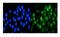 Discoidin Domain Receptor Tyrosine Kinase 1 antibody, A00905, Boster Biological Technology, Immunofluorescence image 