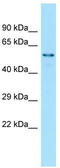 Peroxisome proliferator-activated receptor gamma antibody, TA345180, Origene, Western Blot image 
