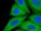 Cytochrome P450 Family 3 Subfamily A Member 7 antibody, 55428-1-AP, Proteintech Group, Immunofluorescence image 