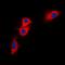 BCL2 Interacting Protein 2 antibody, orb213611, Biorbyt, Immunofluorescence image 