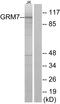 Glutamate Metabotropic Receptor 7 antibody, LS-C120728, Lifespan Biosciences, Western Blot image 